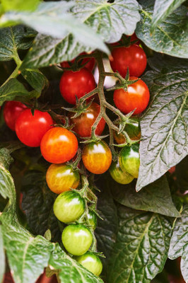 Nature Krafts tomato Seed(125 per packet)
