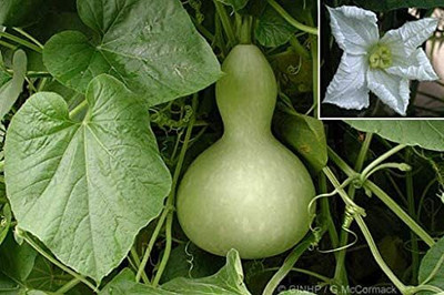 VibeX Bottle Gourd F1 Type Latu Seeds-(200 Gms, 1000 Seeds) Seed(1000 per packet)