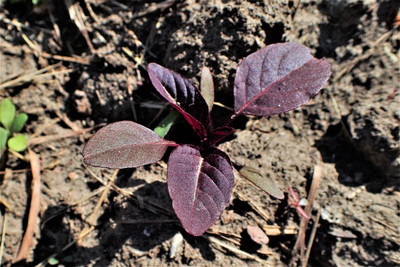 URRO MIDNIGHT RED AMARANTHUS Cruentus Amaranth Seed(500 per packet)
