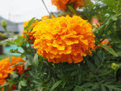 PLANTZON marigold/gende ka phool flower seeds Seed(75 per packet)