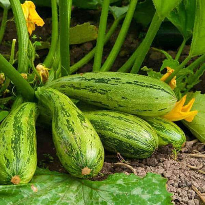 Biosnyg Squash Long Green - Vegetable Seeds-[5gm Seeds] Seed(5 g)