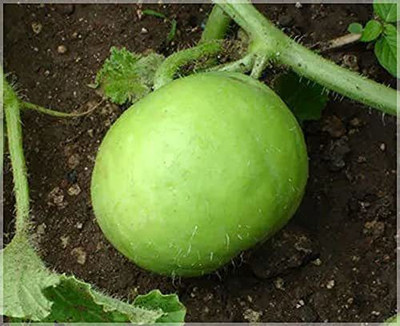 KANAYA LAW/LOWKI Round Bottle Gourd Lauki/Lau/Clabash Seed(60 per packet)