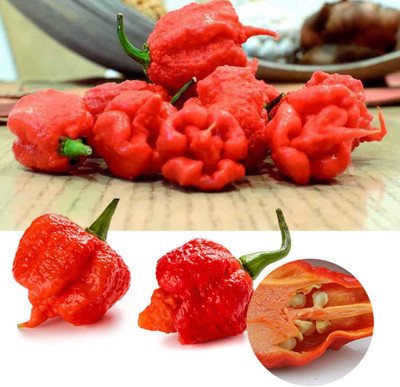 KNESSiN Carolina Reaper Chilli Seed(500 per packet)
