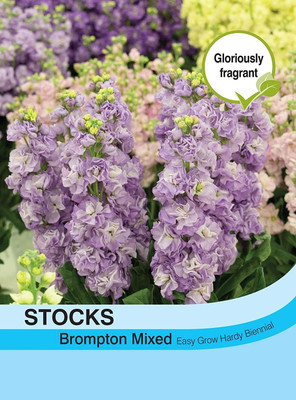 LPR STOCK Seed(100 per packet)