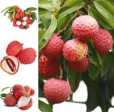 Oliver litchi,lichi.lichyee Seed(9 per packet)