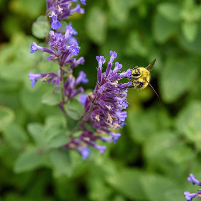 VibeX XL-97 - Blue Nepeta Catmint - (4500 Seeds) Seed(4500 per packet)