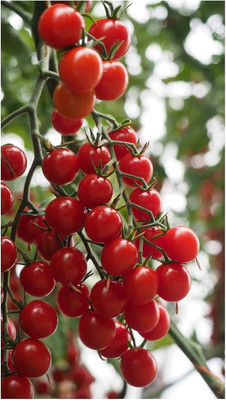 Biosnyg Non GMO CROKINI Tomato Seeds For Gardening - (1000 Seeds) Seed(100 per packet)