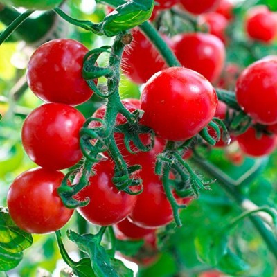 KNESSiN Organic Tomato Ped Seeds Seed(200 per packet)