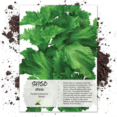 CYBEXIS LX-47 - Japanese Beefsteak Plant Perilla - (750 Seeds) Seed(750 per packet)