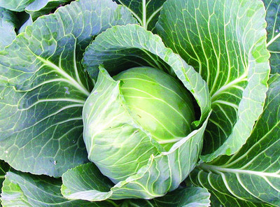 wequality hyhbrid cabbage seeds/cabbage seeds 39 Seed(39 per packet)