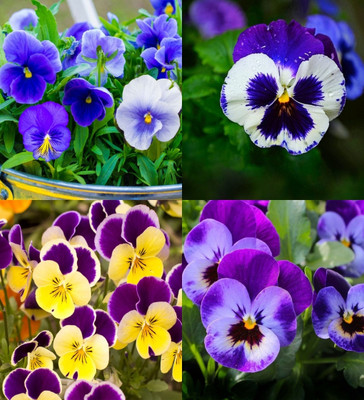 ibains Pansy mixed seed biij 47 Seed(47 per packet)