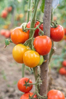 GOROOT tomato Seed(140 per packet)