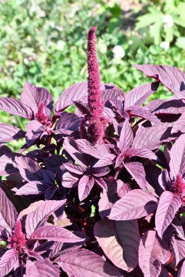 URRO MIDNIGHT RED AMARANTHUS Cruentus Amaranth Seed(500 per packet)