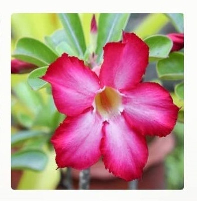 Qualtivate LXI-621 Mixed Adenium Desert Rose Flower Seeds Seed(30 per packet)