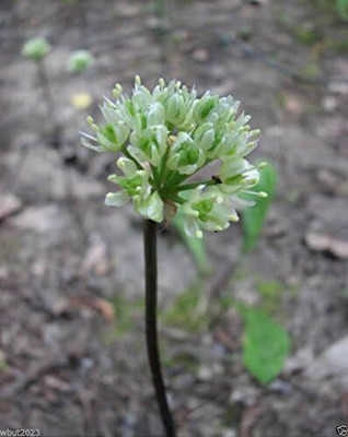 KNESSiN Heat Tolerant Ramp Wild Leek Seeds for Home Gardening-(2400 Seeds) Seed(2400 per packet)