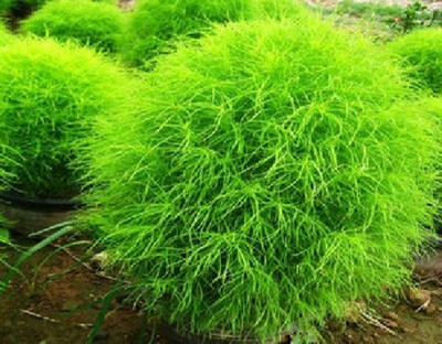 UGRA KOCHIA BURNING BUSH SEEDS Seed(5 per packet)