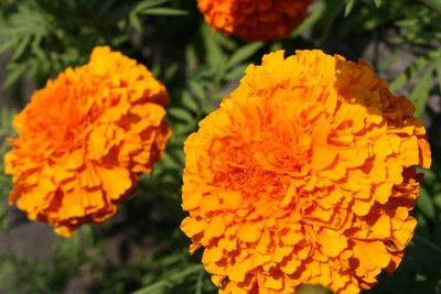 Hybrid mango plant marigold,gende ka phool seeds Seed(20 per packet)
