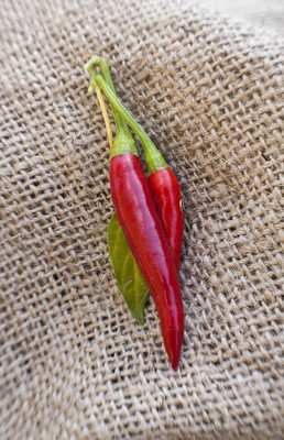KNESSiN Hybrid Thai Dragon Hot Pepper Seeds For Planting-(2400 Seeds) Seed(2400 per packet)