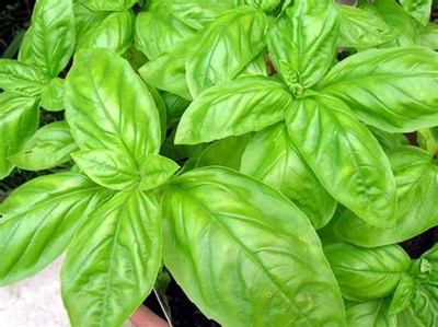 XEFRA Italian Basil Seed(50 per packet)