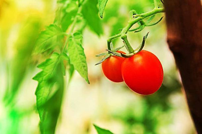 TANMAY FUN ZONE tomato Seed(120 per packet)