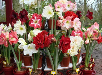 Leafy Heaven Amaryllis Lily Dutch Double Mix Flower Bulb Seed(5 per packet)
