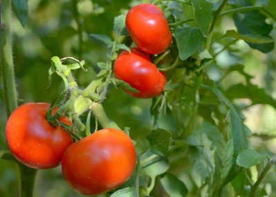 Gulabi nagari tomato Seed(30 per packet)