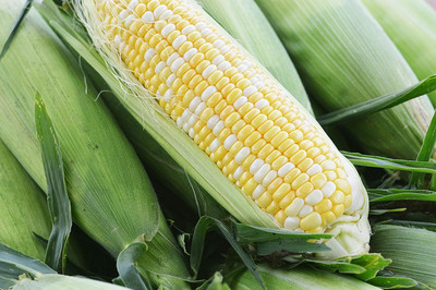 WILLVINE NKR -XI Ambrosia Hybrid Corn Seeds-[250g] Seed(1000 per packet)