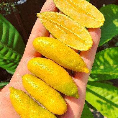 CYBEXIS Organic Citrus Australasica Lemon Seeds100 Seeds Seed(100 per packet)