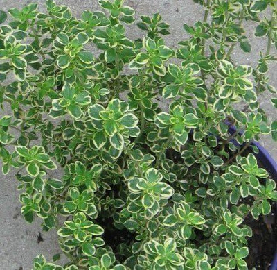 Qualtivate RES-1A Golden Lemon Thyme Seeds Seed(50 per packet)