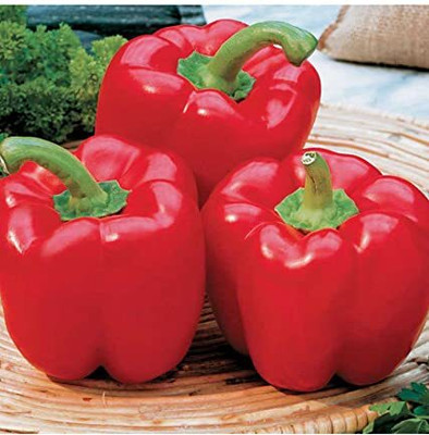 Qualtivate GBPT-4A Capsicum/bellpepper Red Wonder Seed(100 per packet)