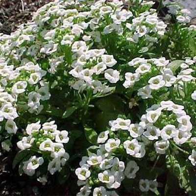 CYBEXIS Alyssum Flower Carpet Of Snow GMO-Free Seeds Seed(50 per packet)