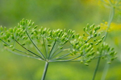 CEZIUS Dill Culinary Herb Soya Seeds Dill Seed! Anethum graveolens Bouquet Seed(250 per packet)