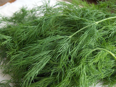 CYBEXIS TLX-7 - Bouquet Dill Herb - (250 Seeds) Seed(250 per packet)