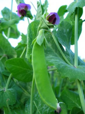 VibeX LX-30 - Swiss Giant Snow Pea - (900 Seeds) Seed(900 per packet)