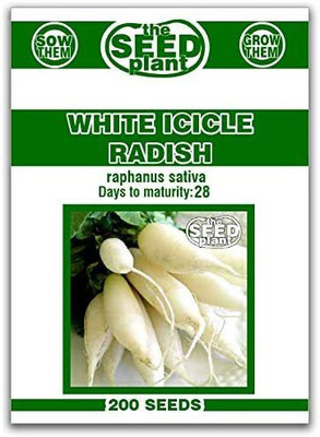 CYBEXIS PAU-28 - White Icicle Radish - (250 Seeds) Seed(250 per packet)