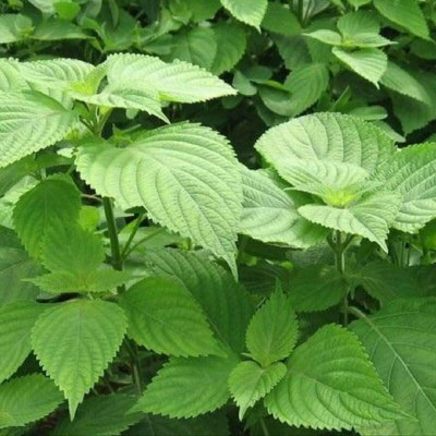 CYBEXIS XLR-40 - Vietnamese Balm - (750 Seeds) Seed(750 per packet)