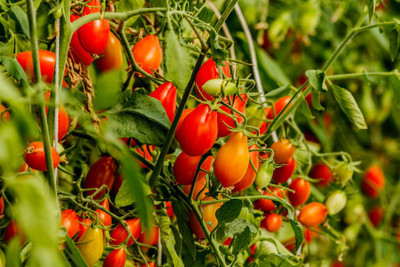 VEERAVI tomato Seed(85 per packet)