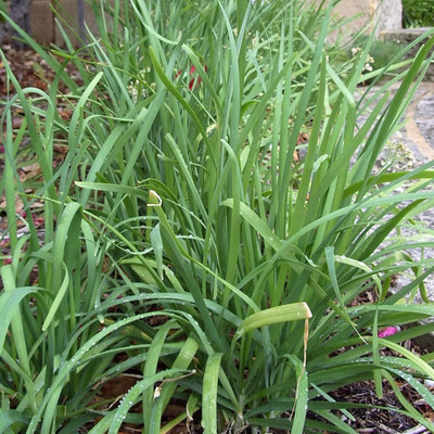 KNESSiN Easy to Grow Long Garlic Chive Seeds for Home Gardening-(300 Seeds) Seed(300 per packet)