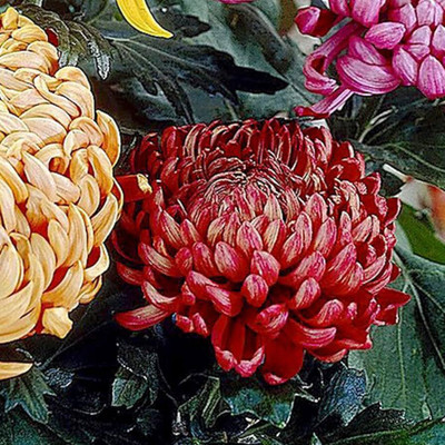 ibains Guldaudi red flower seed Seed(11 per packet)