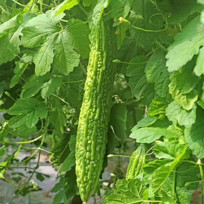 Qualtivate HYB-9A Bitter Gourd Melon Seed(50 per packet)