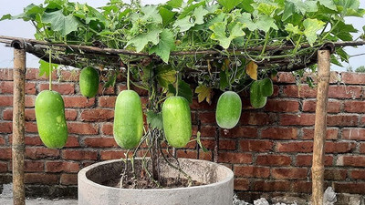 SUPRIKAM Desi Ash Gourd/Wax Gourd/Chal kumro Seed(10 per packet)