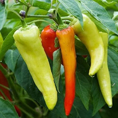 KNESSiN Chilli Pepper Seed(1250 per packet)