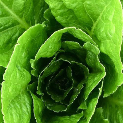 KNESSiN Lettuce Seed(200 per packet)
