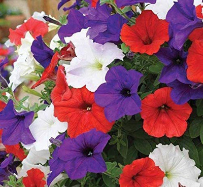 CYBEXIS Petunia Triumph Rainbow Mix Indoor Hanging Annual Flowers Non GMO Seeds Seed(50 per packet)