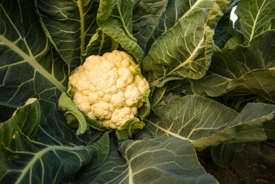 Pogliaghi white cauliflower,gobhee seeds Seed(20 per packet)