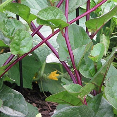 VibeX Malabar Spinach Red Seed(500 per packet)