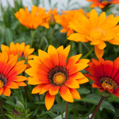 INTRA Gazania 'Sunburst Mixed' Seed(100 per packet)