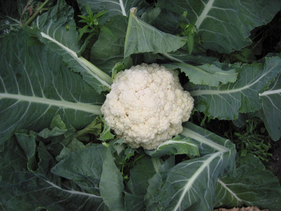 SeedHaven Fresh VNR Cauliflower Vegetable Quality Seed(100 per packet)