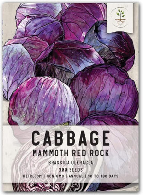 WILLVINE PAU -VII Mammoth Red Rock Cabbage Seeds [25g] Seed(7500 per packet)