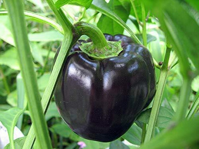 Aywal Purple Color Shimla mirch Seed(40 per packet)